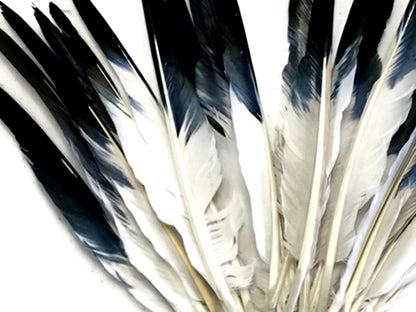 50 oz - Black Pack Tipped Primary Accent Feathers for Wedding Centerpieces