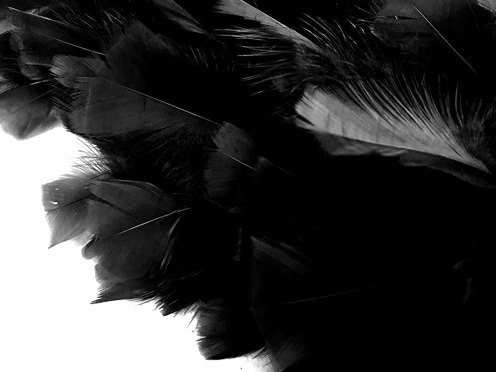 2 yards - Black Heavy Weight Flat Accent Feathers for Wedding Backdrops & Arches