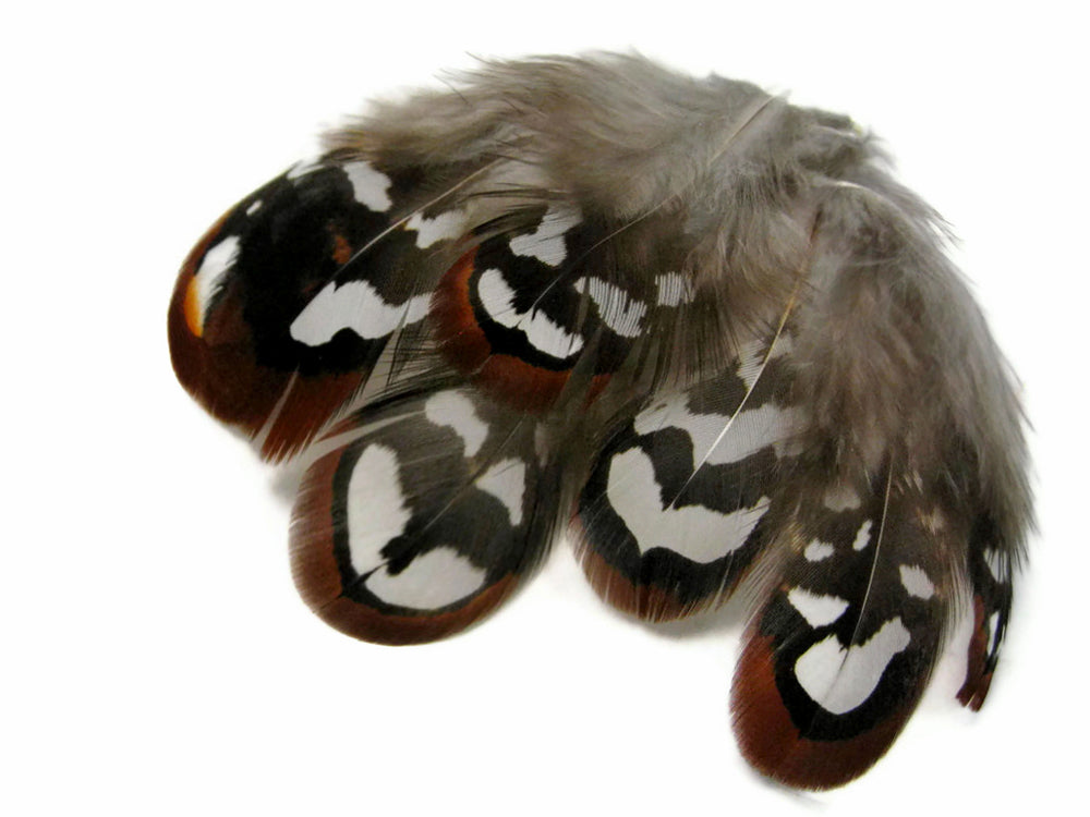10 pieces - Brown Reeves Venery Plumage Accent Feathers for Wedding Bouquets & Boutonnieres