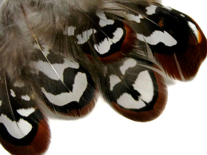 10 pieces - Brown Reeves Venery Plumage Accent Feathers for Wedding Bouquets & Boutonnieres