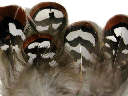 10 pieces - Brown Reeves Venery Plumage Accent Feathers for Wedding Bouquets & Boutonnieres