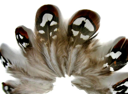 10 pieces - Brown Reeves Venery Plumage Accent Feathers for Wedding Bouquets & Boutonnieres