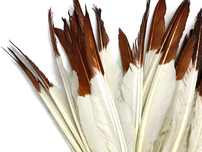 50 oz - Brown Pack Tipped Primary Accent Feathers for Wedding Centerpieces