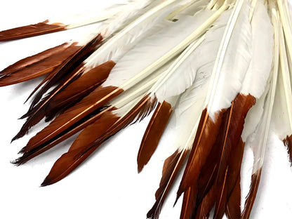 A quarter pound - Brown Tipped Pointer Primary Accent Feathers for Wedding Backdrops & Arches