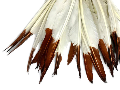 A quarter pound - Brown Tipped Pointer Primary Accent Feathers for Wedding Backdrops & Arches