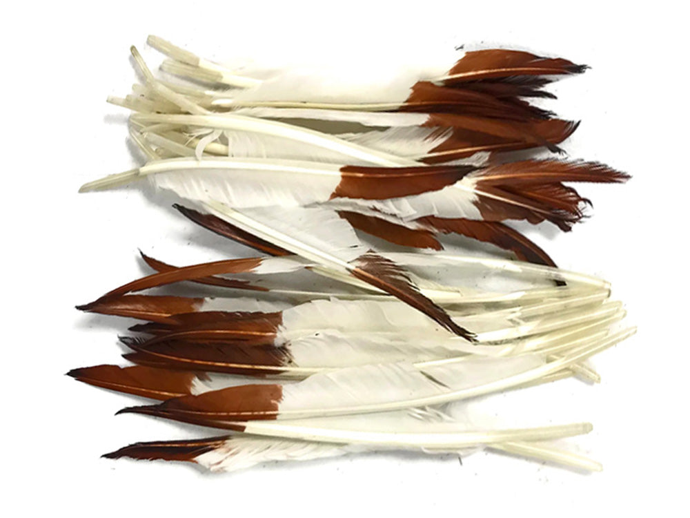 A quarter pound - Brown Tipped Pointer Primary Accent Feathers for Wedding Backdrops & Arches