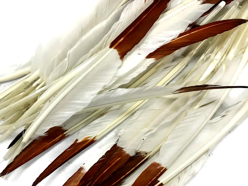 A quarter pound - Brown Tipped Pointer Primary Accent Feathers for Wedding Backdrops & Arches
