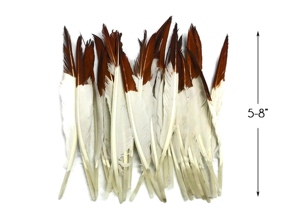 A quarter pound - Brown Tipped Pointer Primary Accent Feathers for Wedding Backdrops & Arches