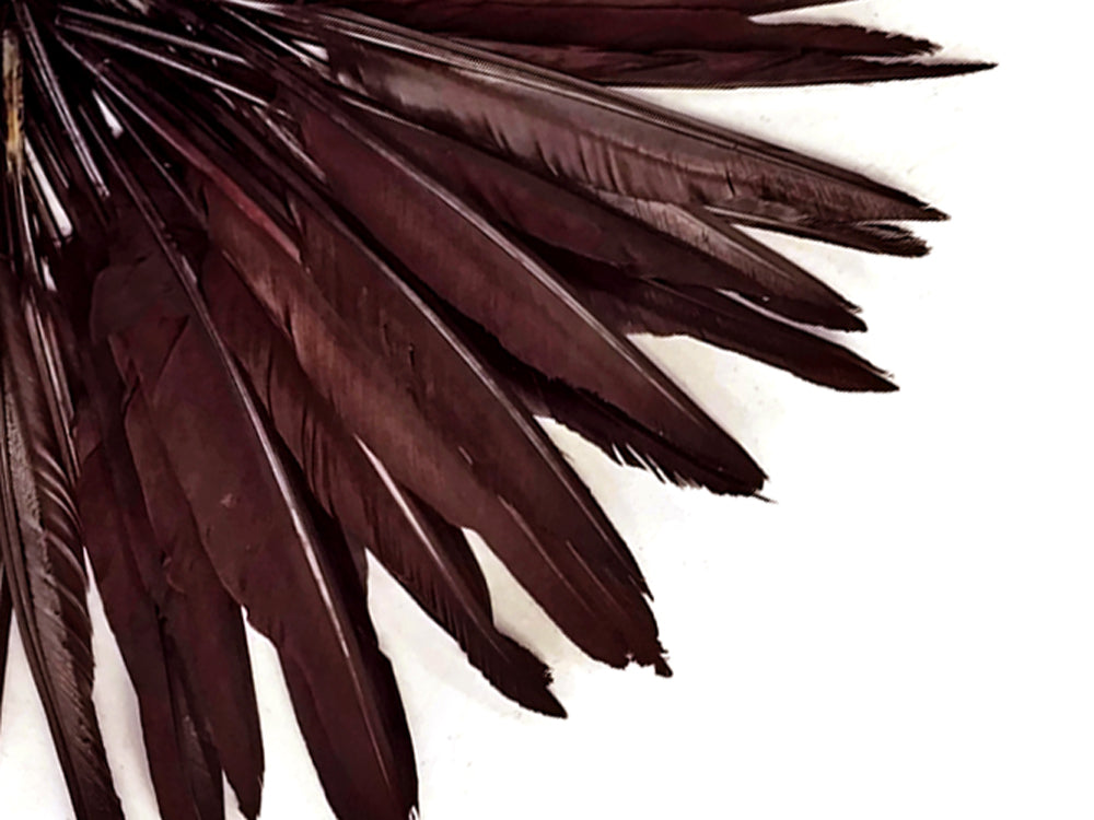 A quarter pound - Brown Pointer Primary Wing Accent Feathers for Wedding Backdrops & Arches