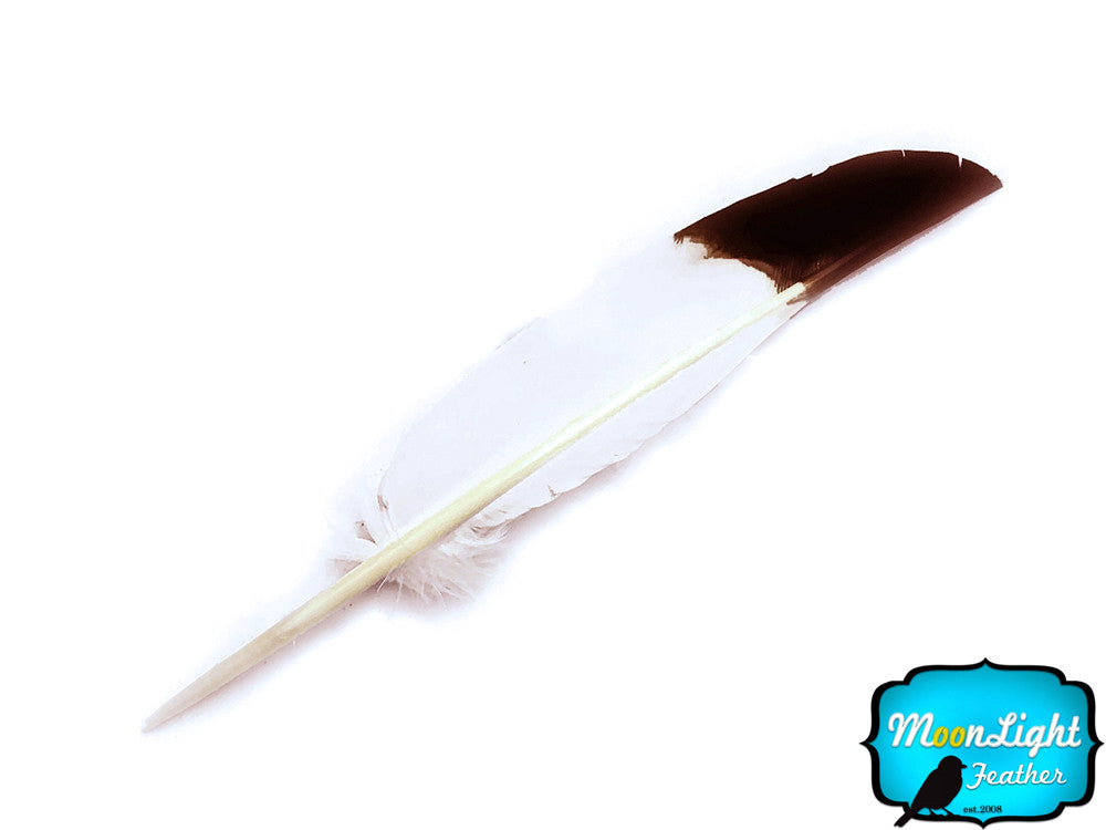 1/4 Lb - Brown Tipped Turkey Pointers 'Imitation Eagle' Wing Wholesale Feathers (Bulk) Ama