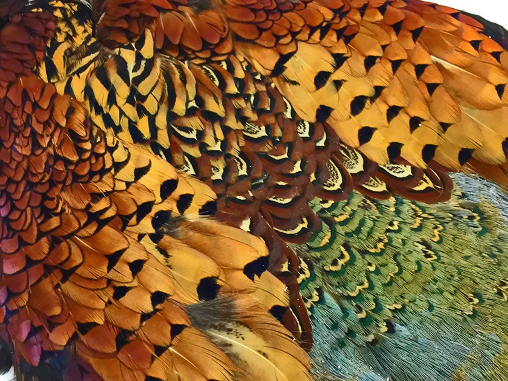 1 piece - Natural Ringneck Skin Pelt Accent Feathers for Wedding Centerpieces