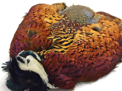1 piece - Natural Ringneck Skin Pelt Accent Feathers for Wedding Centerpieces