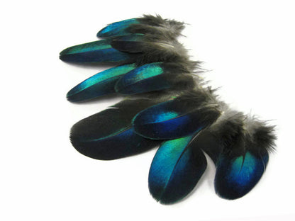 10 pieces - Blue Electric Iridescent Round Peacock Feathers for Wedding Centerpieces