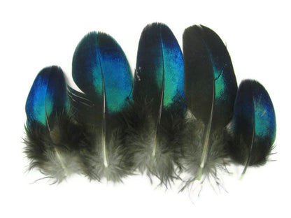 10 pieces - Blue Electric Iridescent Round Peacock Feathers for Wedding Centerpieces