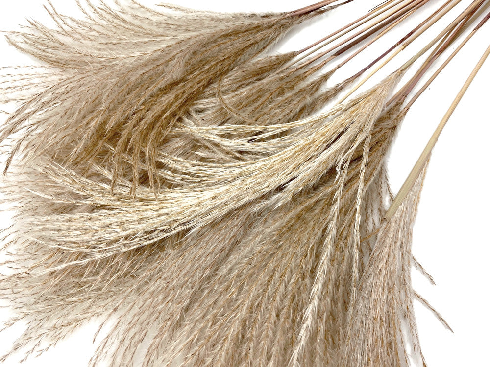 10 Pieces - 14-16" Natural Ivory Preserved Dried Horsetail Whisk Plume Reed Grass