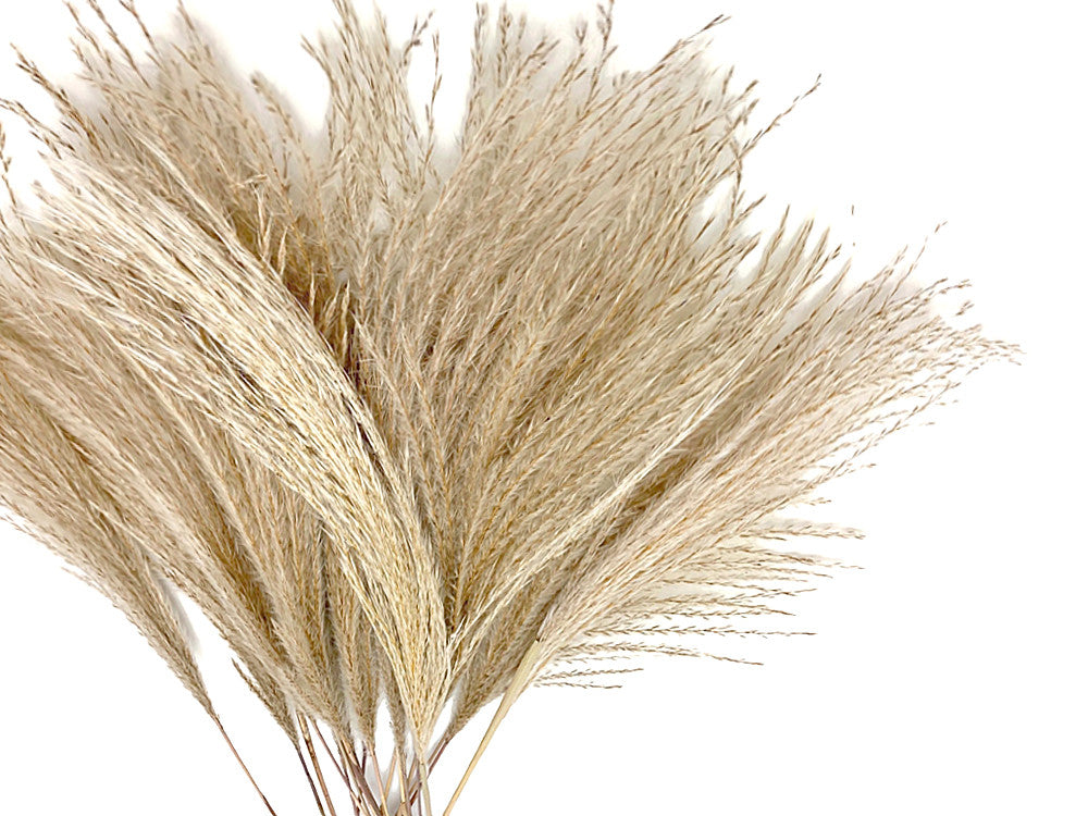 10 Pieces - 14-16" Natural Ivory Preserved Dried Horsetail Whisk Plume Reed Grass