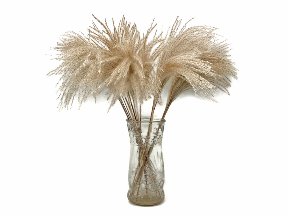 10 Pieces - 14-16" Natural Ivory Preserved Dried Horsetail Whisk Plume Reed Grass