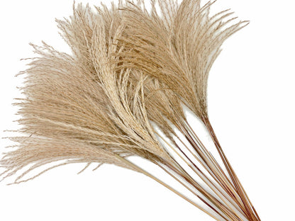 10 Pieces - 14-16" Natural Ivory Preserved Dried Horsetail Whisk Plume Reed Grass