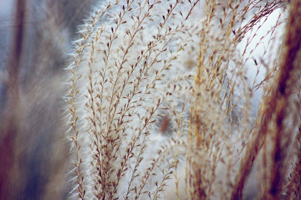 10 Pieces - 14-16" Natural Ivory Preserved Dried Horsetail Whisk Plume Reed Grass