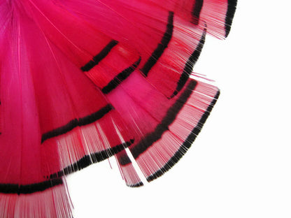 1 dozen - Hot Pink Dyed Golden Tippet Accent Feathers for Wedding Centerpieces