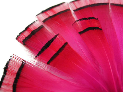 1 dozen - Hot Pink Dyed Golden Tippet Accent Feathers for Wedding Centerpieces