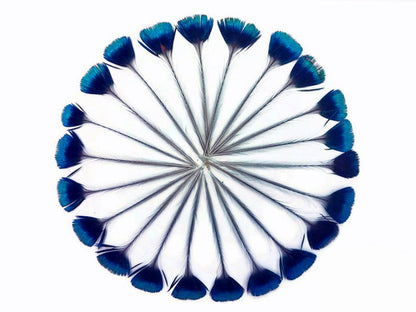 10 pieces - Blue Iridescent Crown Corona Peacock Feathers for Wedding Bouquets & Boutonnieres