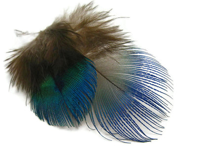 100 Pieces - Iridescent Blue Peacock Body Plumage Feathers