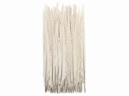 10 pieces - 18-22" Ivory Bleached Dyed Ringneck Accent Feathers for Wedding Centerpieces