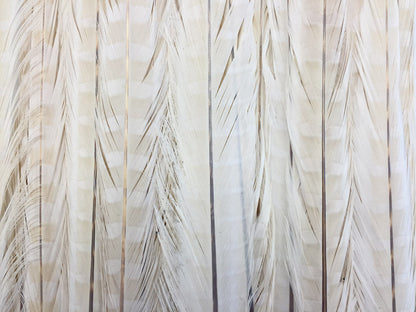 10 pieces - 18-22" Ivory Bleached Dyed Ringneck Accent Feathers for Wedding Centerpieces