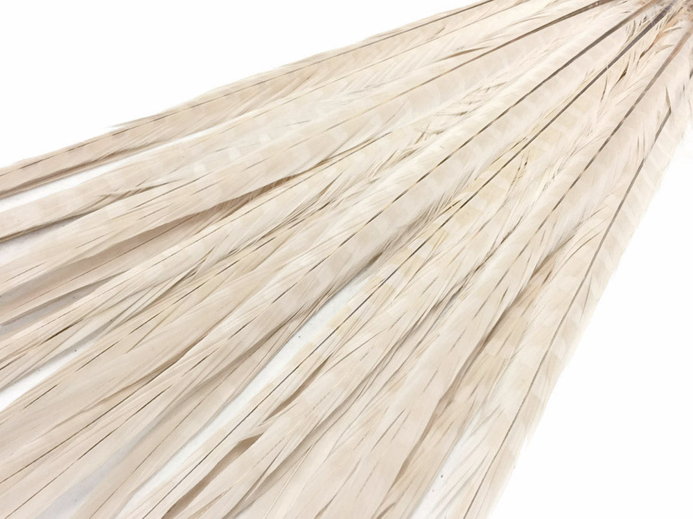 50 pieces - 18-22" Ivory Bleached Dyed Ringneck Accent Feathers for Wedding Backdrops & Arches