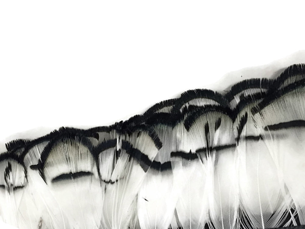 1 yard - Natural White Lady Amherst Accent Feathers for Wedding Backdrops & Arches