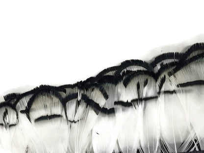 1 yard - Natural White Lady Amherst Accent Feathers for Wedding Backdrops & Arches