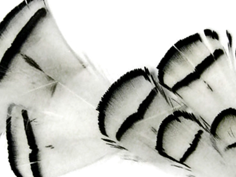1 yard - Natural White Lady Amherst Accent Feathers for Wedding Backdrops & Arches