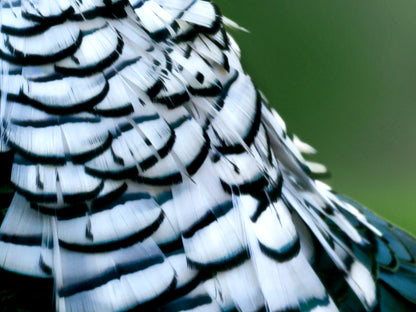 1 yard - Natural White Lady Amherst Accent Feathers for Wedding Backdrops & Arches