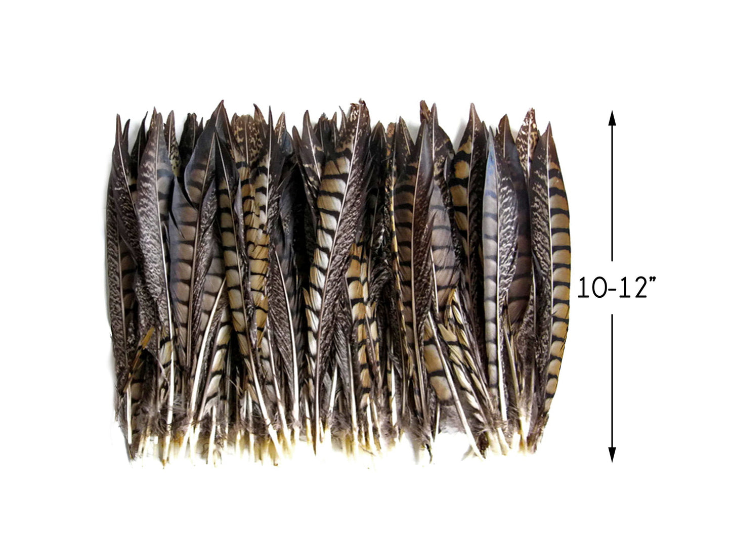 50 pieces - 10-12" Natural Striped Lady Amherst Accent Feathers for Wedding Backdrops & Arches