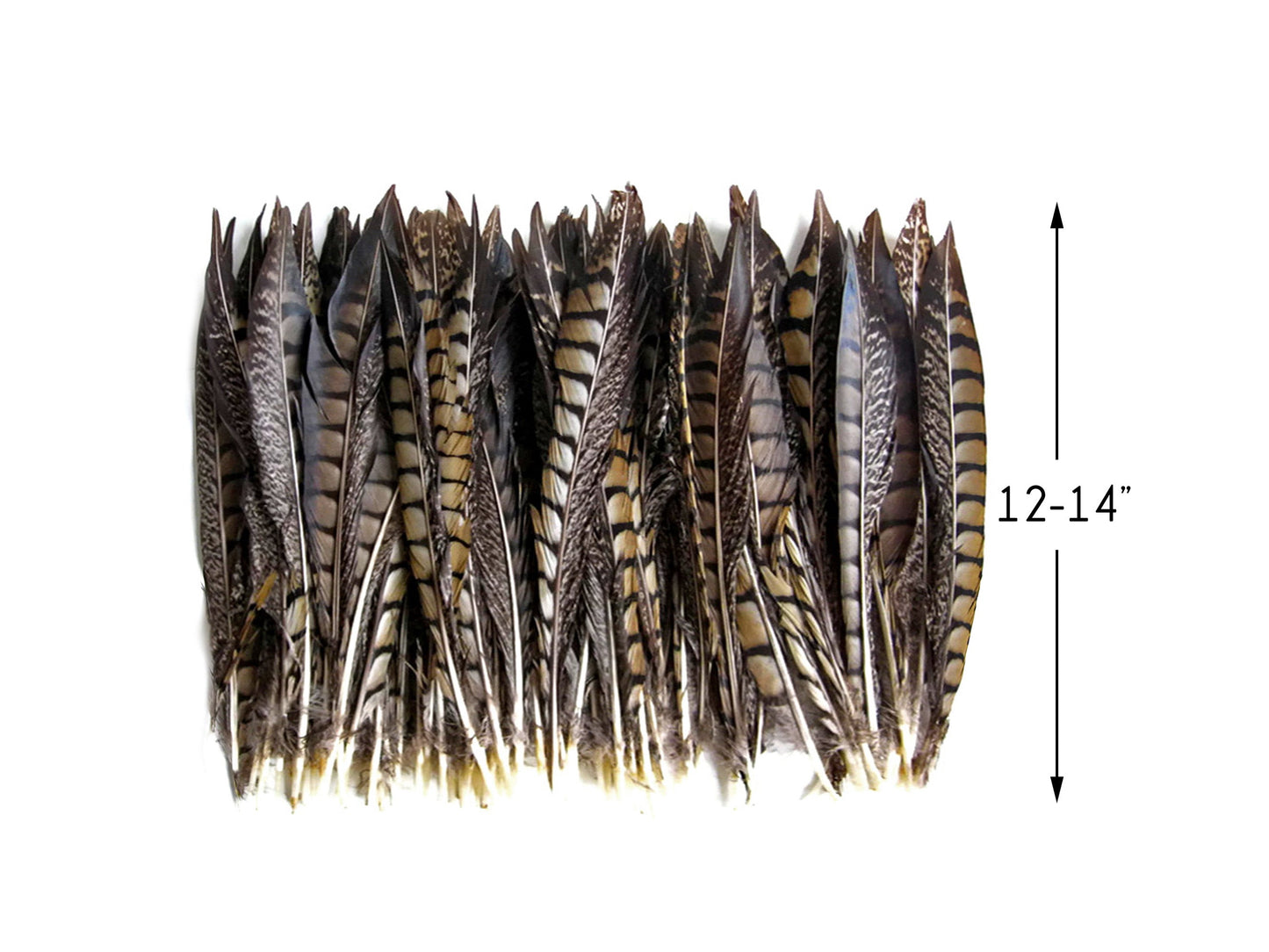 50 pieces - 12-14" Natural Striped Lady Amherst Accent Feathers for Wedding Backdrops & Arches