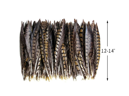 50 pieces - 12-14" Natural Striped Lady Amherst Accent Feathers for Wedding Backdrops & Arches