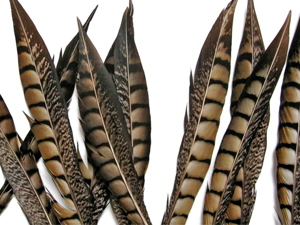 10 pieces - 8-10" Natural Striped Lady Amherst Accent Feathers for Wedding Centerpieces