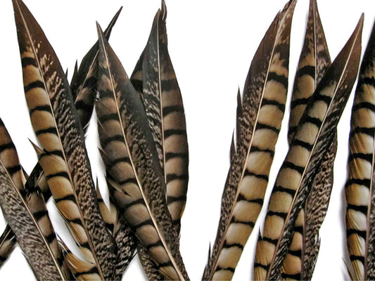 10 pieces - 8-10" Natural Striped Lady Amherst Accent Feathers for Wedding Centerpieces