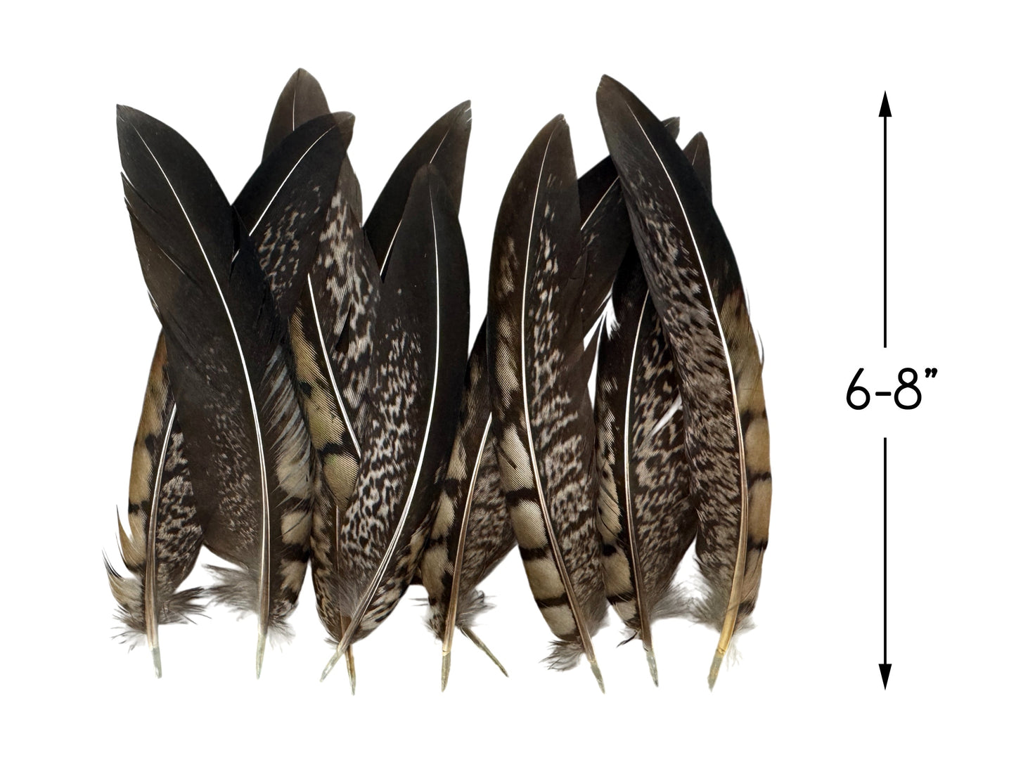 10 pieces - 6-8" Natural Striped Lady Amherst Accent Feathers for Wedding Centerpieces