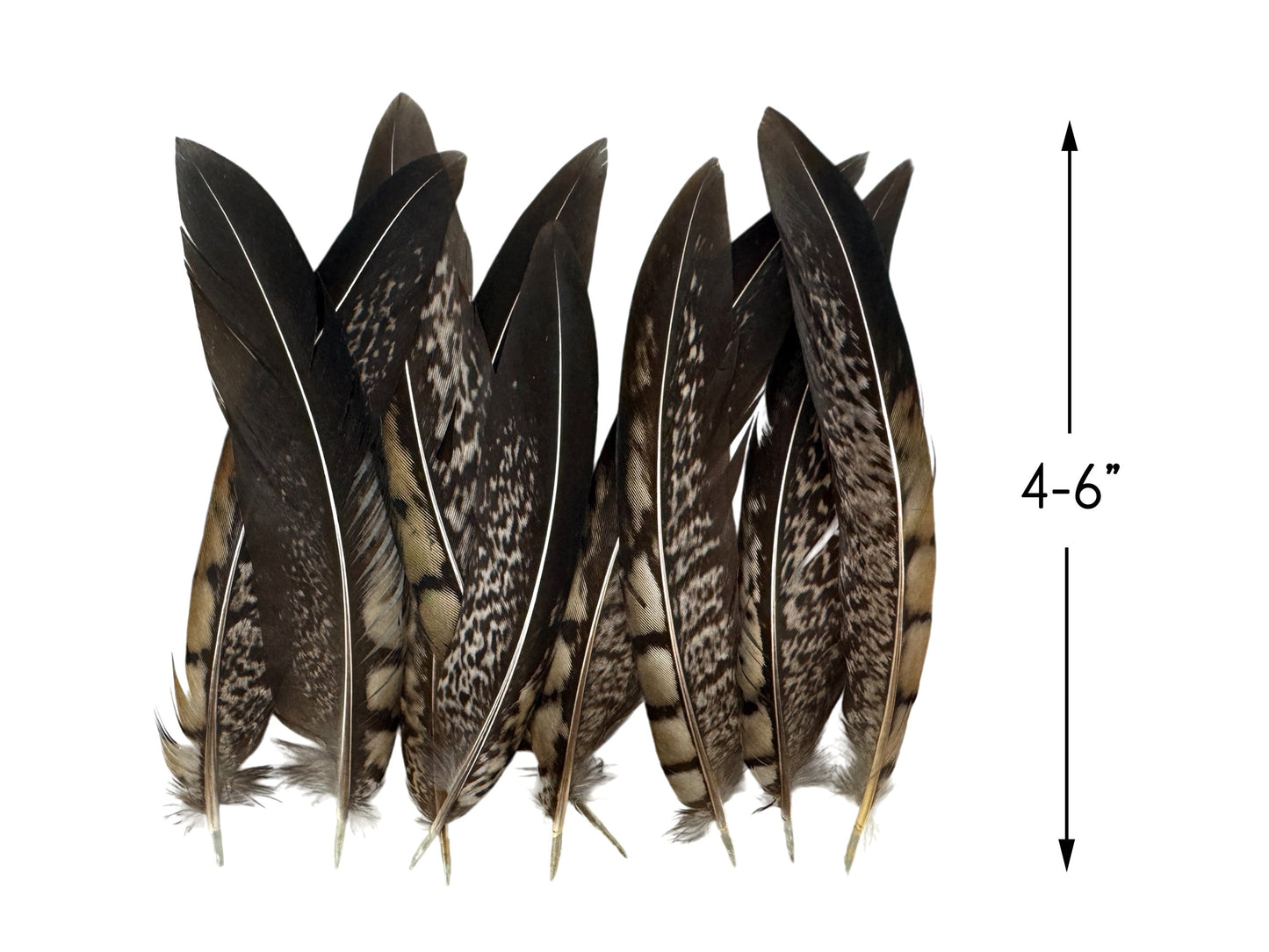 10 pieces - 4-6" Natural Striped Lady Amherst Accent Feathers for Wedding Centerpieces
