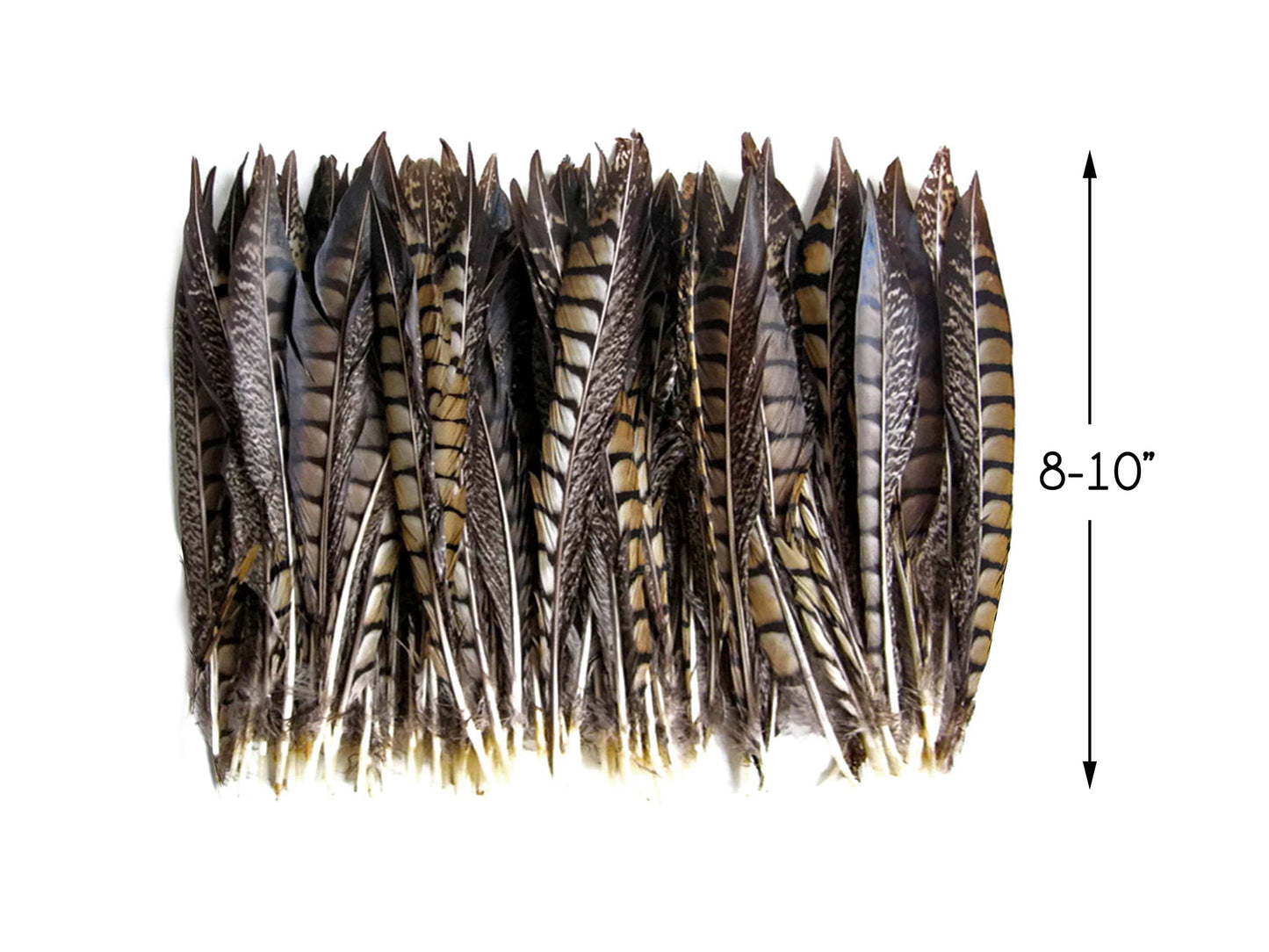 50 pieces - 8-10" Natural Striped Lady Amherst Accent Feathers for Wedding Backdrops & Arches