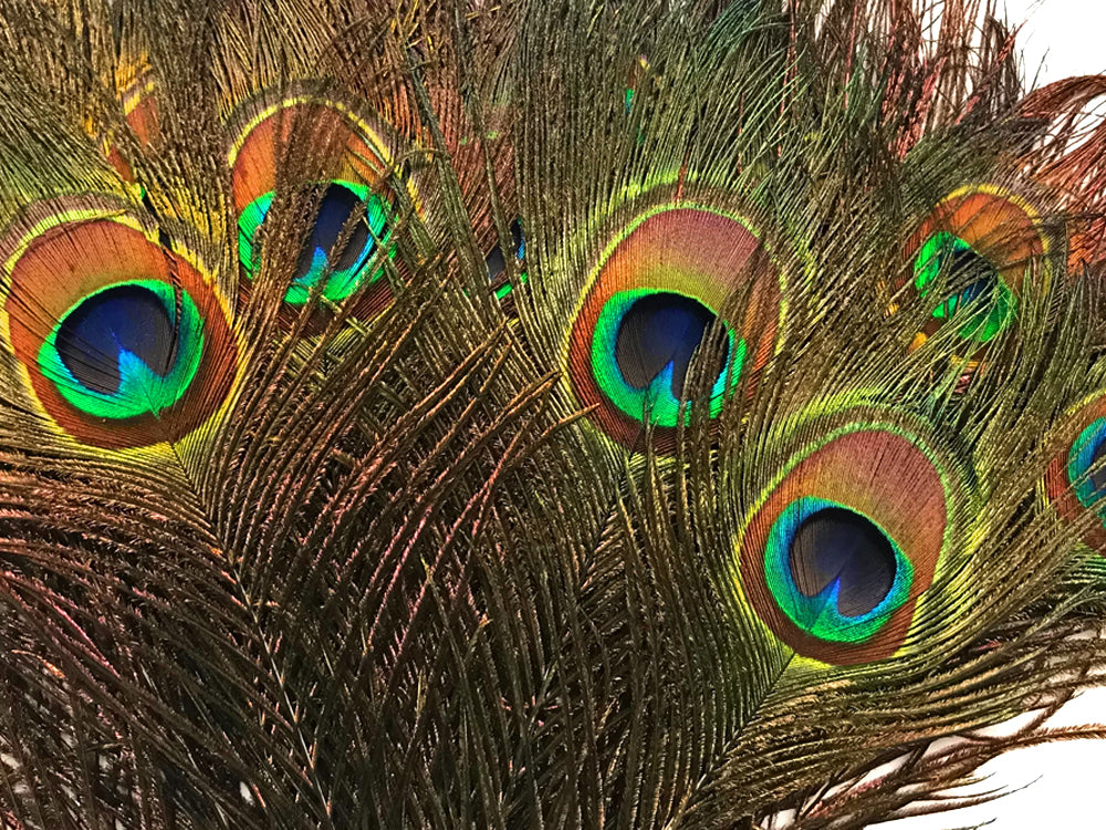 50 pieces - 20-25" Natural Iridescent Tail Eye Peacock Feathers for Wedding Backdrops & Arches