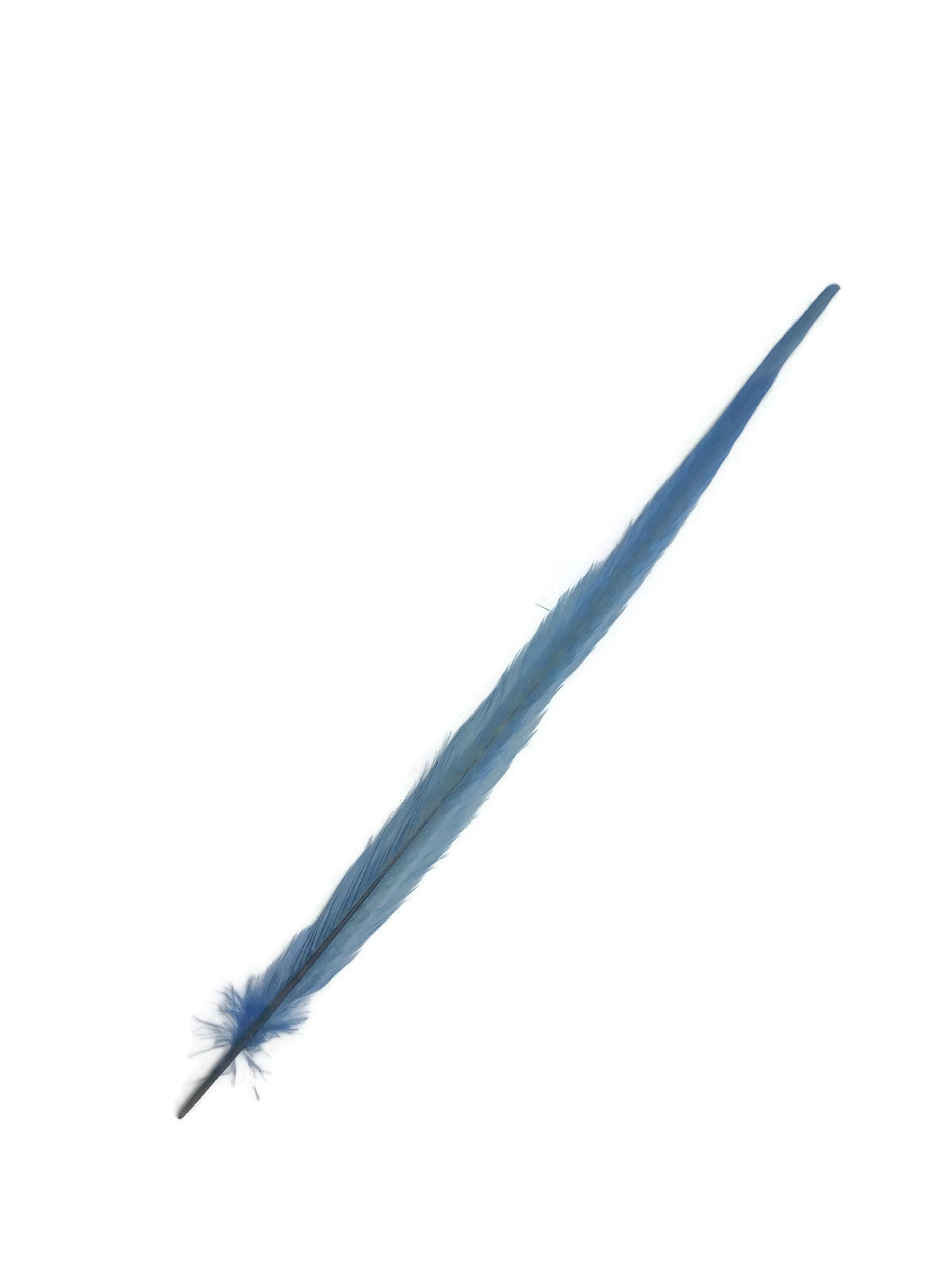 50 pieces - 18-22" Light Blue Bleached Dyed Ringneck Accent Feathers for Wedding Backdrops & Arches