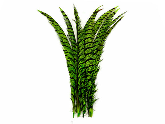 5 Pieces - 30-35" Lime Green Zebra Lady Amherst Pheasant Tail Super Long Feathers