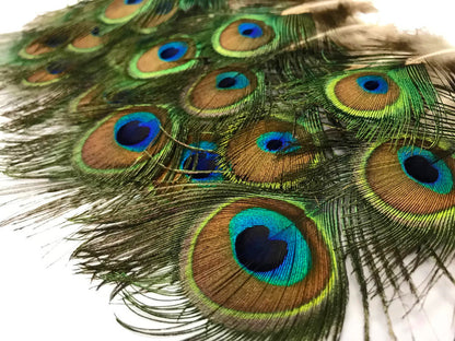 10 pieces - 3-6" Natural Mini Tail Body Peacock Feathers for Wedding Favors & Decor