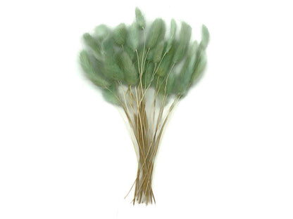 30 Pieces - 12-15" Mint Green Bunny Tail Preserved Dried Botanical Grass Bouquet