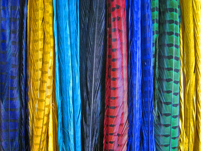 50 pieces - 18-22" Natural Green Dyed Over Peacock Feathers for Wedding Backdrops & Arches