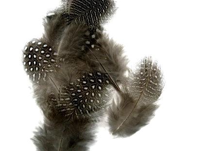 A quarter pound - Natural Black White Hen Accent Feathers for Wedding Backdrops & Arches