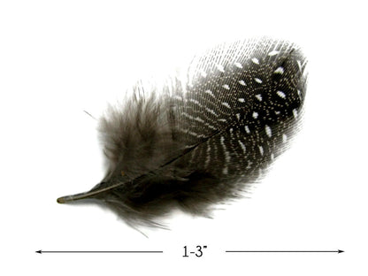 A quarter pound - Natural Black White Hen Accent Feathers for Wedding Backdrops & Arches